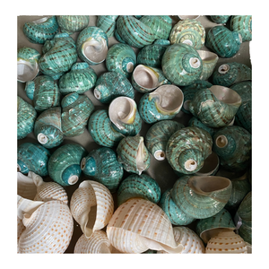 Listo para Enviar: Conchas Naturales Tridimensionales, Piezas de Concha en Forma de Flor, Accesorios para Manualidades, Decoración para Peceras - Product Image 2