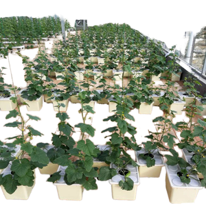 C68 Seau hollandais hydroponique de jardin intérieur avec couvercle 0/1/2/4 trous Planteur de seau Bato pour la culture de tomates et d'herbes - Product Image 2