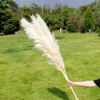 2023 doux rêve INS style maison sec haute pampa herbe Pompas décor gris/blanc naturel séché Plumes Papas Pampus plantes