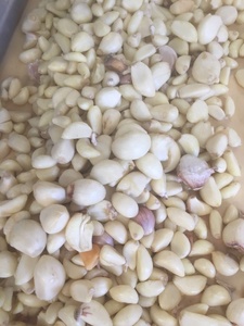 Angelon graines de citrouille noir ail pelé tri machine - Product Image 2