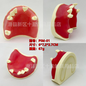 Modelo de Implante Dental, Simulador de Levantamiento de Seno Maxilar, Modelo de Entrenamiento con Encía Suave, 6x7.2x2.7cm, 67g - Product Image 2