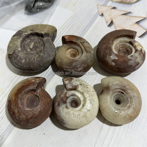 Amonita fosilizada pulida de Timor Leste, de la era Permiana, para exhibición <span class=keywords><strong>paleo</strong></span>árqueica en gabinetes de investigación geológica. - Product Image 5