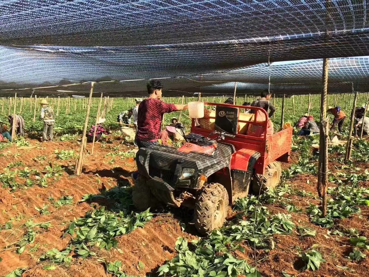 KNL 250cc300CC cheap commercial Displacement cargo ATV utv 4x4 adult motorcycle trucks tricycle utv Quad bike