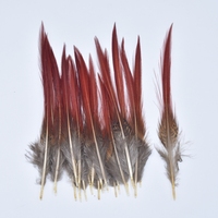 Plumes de faisan naturelles rares, artisanat, accessoire de carnaval, décoration de mariage