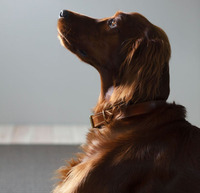 Collier en cuir pour chien de compagnie à motif solide multicolore de luxe personnalisé et accessoire de fabricant en gros