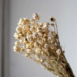 Nouvelle conception de fleurs de riz préservées à prix avantageux - Product Image 6