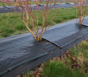 Anti-UV haute résistance résistant au vieillissement couvre-sol tapis de contrôle des mauvaises herbes matière première PP tissu tissé serre raisin fraise - Product Image 1