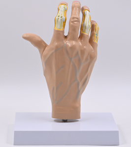 जीवन का आकार दाएं हाथ हड्डी संयुक्त मॉडल हाथ टेंडन लिगामेंट मांसपेशी मानव शरीर रचना गठिया पैथोलॉजिकल विकृति हाथ मॉडल - Product Image 4