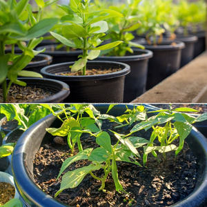 Vaso da fiori OEM/ODM nero extra large da 5, 15, 50, 70 galloni, vaso da vivaio <span class=keywords><strong>per</strong></span> piante da giardino, vaso in <span class=keywords><strong>plastica</strong></span> <span class=keywords><strong>per</strong></span> piante e ortaggi - Product Image 3