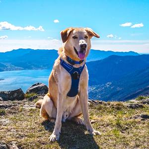 Arnés para Mascotas Truelove, Suave, Reflectante, de Alta Calidad, Duradero, de Nailon, Ecológico, Antitirones, Premium, de Lujo, para Perros y Gatos - Product Image 4