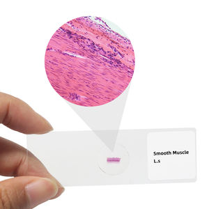 <span class=keywords><strong>Sistema</strong></span> muscular Diapositivas preparadas 7 piezas Músculo esquelético L.S. Portaobjetos de microscopio de Histología Recursos médicos Espécimen de tejido - Product Image 5