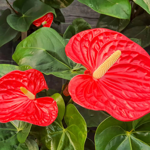 Collection Premium d'Anthuriums : Plantes Tropicales Exotiques à Fleurs et Feuillage Velouté - Fournisseur Botani Seed Indonésie - Product Image 1