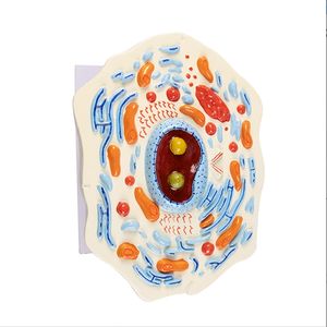 Modèles de cellules animales et végétales Structures microscopiques Biologie Enseignement à l'école SIDA Apprentissage par les élèves Modèles de démonstration - Product Image 1