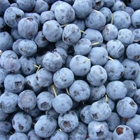 Met de hand geplukte diepvriesblauwe bessen voor ambachtelijke conserven en handgemaakte jam, natuurlijk zoete kleine bessen