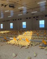 Nouvel équipement d'élevage automatique de poulets de chair au sol avec cages à batterie en acier galvanisé