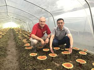 Fornitura di fabbrica certificato biologico Reishi estratto Reishi Spore in polvere - Product Image 4