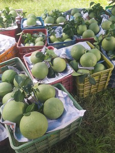 Pamplemousse vert frais, peau verte, chair rose, exporté vers les États-Unis et l'Europe - Linda Whatsap 0084989322607 - Product Image 4