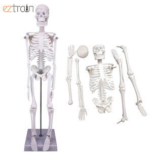 Modelo de Esqueleto Miniatura de PVC de 45 cm para Educación Anatómica - Product Image 1