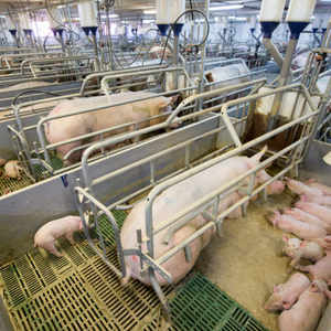 Hệ Thống Chuồng Trại Cho Lợn - Product Image 5