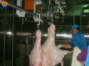 Línea de Sacrificio de Ganado con Capacidad de 50 Cabezas por Día para Planta Procesadora de Carne de Res, Máquina de Sacrificio de Vacas para Matadero Halal - Product Image 4