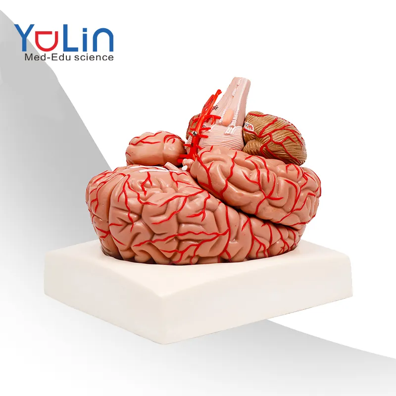 Chine approvisionnement d'usine modèle de cerveau anatomique 9 pièces modèles d'entraînement cérébral anatomique à des fins d'enseignement médical