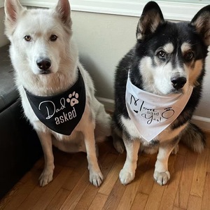 Dog Bandanas Wedding Gift Personalized Black And White Triangular Scarf For Pets - Product Image 2
