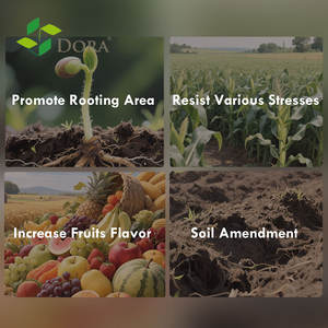 <span class=keywords><strong>ปุ๋ย</strong></span>น้ำซุปพืชทะเลออร์แกนิค ซุปเปอร์โกรว์  สำหรับมะเขือเทศและ<span class=keywords><strong>มัน</strong></span>สำ<span class=keywords><strong>ปะ</strong></span><span class=keywords><strong>หลัง</strong></span> - Product Image 5