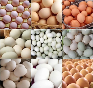 Automatic <b>Egg</b> Washing and Grading <b>Machine</b> Integrated <b>Egg</b> Cleaning <b>Machine</b> and Sorting Equipment for Efficient Production - Product Image 6