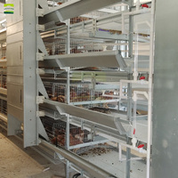 Solution clé en main pour ferme avicole de 250 000 poulets – Équipement d'élevage de poulets de chair entièrement automatique pour grande installation commerciale de poulets de chair