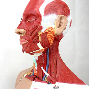 85cm Usine Science Médicale Antomy <span class=keywords><strong>Corps</strong></span> <span class=keywords><strong>Humain</strong></span> Torse Modèle Femelle Mâle Enseignement Ressource Anatomique Torse Anatomie <span class=keywords><strong>Musculaire</strong></span> Modèle - Product Image 4