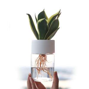 Mini Macetas Hidropónicas Transparentes, Macetas de Malla para <span class=keywords><strong>Plantas</strong></span> sin Tierra, Macetas Hidropónicas para Decoración del Hogar - Product Image 1