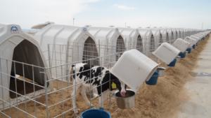 Maison de veau blanc Conception ronde personnalisable Clapier à veau en plastique de qualité alimentaire - Product Image 6