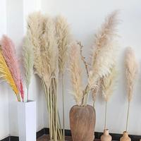 Lovebay grosir bunga hias alami rumput Pampas halus bunga kering sentuhan asli untuk dekorasi pernikahan rumah