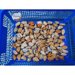 <span class=keywords><strong>Mejillones</strong></span> Verdes Congelados en Media Concha IQF 30-40PCS/KG <span class=keywords><strong>Precio</strong></span> de Fábrica para el Mercado Estadounidense Suministro a Granel - Product Image 5