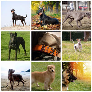 <span class=keywords><strong>Collar</strong></span> táctico personalizado para perro, con mango, nailon duradero, <span class=keywords><strong>Collar</strong></span> de entrenamiento ajustable para perros grandes - Product Image 6