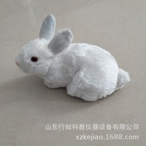 Spécimen de lapin, lapin blanc, spécimen d'oiseau, modèle de lapin, artisanat, aides pédagogiques pour le dessin artistique, instruments d'enseignement - Product Image 3