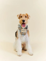 Bandana personnalisé d'accessoires pour animaux de compagnie pour chiens. Écharpe triangulaire à la mode rétro mignonne à carreaux bleus pour teckel