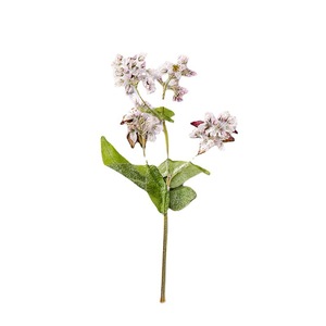 Doğal Karabuğday Çiçekleri Saplı Kurutulmuş Bitkiler, Preslenmiş Çiçek İşleri, Reçine Takı Yapımı, Ev Dekorasyonu için - Product Image 5