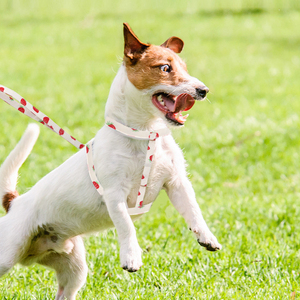 Phụ Kiện Vật Nuôi Không Có Kéo Con Chó Khai Thác Dây Xích Thiết Lập Thời Trang Trái Cây Có Thể Điều Chỉnh Con Chó Con Mèo Con Đi Bộ Vật Nuôi Khai Thác - Product Image 5