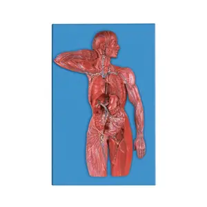 Anatomy Teaching Resource Manikin SC-A1112 Lymphoid System Model for Medical School