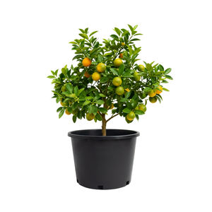 Pots de pépinière en PP écologiques moulés par injection RTI RB-G010 de 10 gallons avec trou de drainage, approvisionnement en vrac, bord renforcé, léger pour le jardin - Product Image 3