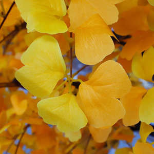 Árbol <span class=keywords><strong>de</strong></span> <span class=keywords><strong>Navidad</strong></span> <span class=keywords><strong>artificial</strong></span> <span class=keywords><strong>de</strong></span> Ginkgo, decoración festiva interior/exterior, Año Nuevo, Día <span class=keywords><strong>de</strong></span> San Valentín, Pascua, decoraciones grandes <span class=keywords><strong>de</strong></span> seda <span class=keywords><strong>de</strong></span> plástico - Product Image 5