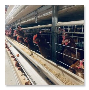 Suministro directo de fábrica, el mejor precio, gallinas ponedoras de huevos, capa de cultivo, equipo de pollo, gallinero automático tipo H - Product Image 1