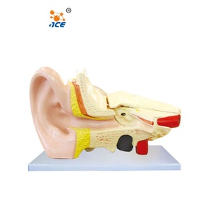 Modelo Anatómico del Oído - Modelo Educativo de Ciencias Médicas Hecho de Silicona y PVC para Escuelas - Product Image 5