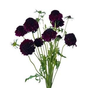 Flores Epteryceps Sundae <span class=keywords><strong>de</strong></span> Yunnan Kunming, Cabello Liso, Recién Cortadas, en Maceta Azul, Ramo <span class=keywords><strong>de</strong></span> Alta Gama, Modelo Hierba del <span class=keywords><strong>Gusano</strong></span> <span class=keywords><strong>de</strong></span> Pino - Product Image 5