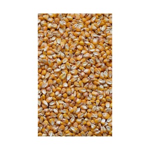 Maíz Amarillo de Primera Calidad para Avicultura, Producción de Alimentos para Animales y Alimentos Saludables Disponible para la Venta - Product Image 3