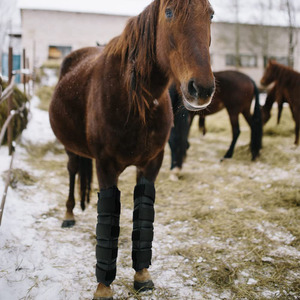 Chevaux Jambes Genou Jarret Coussinets Froids Thérapie De Refroidissement Réutilisable Enveloppe Blessures Sac De Glace Cheval Botte De Glace - Product Image 5