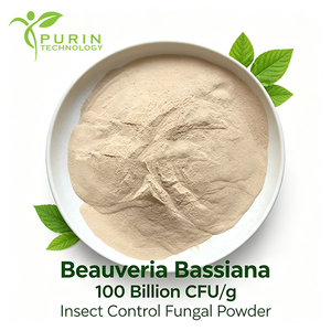 Beauveria Bassiana 10 Mil Millones de UFC/g, Inoculante Microbiano en Polvo, Material de <span class=keywords><strong>Biocontrol</strong></span> Natural para Cultivos Agrícolas y Forestales - Product Image 3