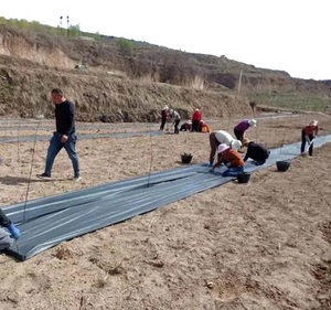 Nhà Máy Giá thấp cuộc sống ngoài trời của 8 năm <span class=keywords><strong>egp</strong></span> Weed Mat Đen Nông Nghiệp PP Weed kiểm soát - Product Image 4