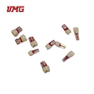 Modelo de dientes de repuesto reemplazable, accesorios dentales, material de enseñanza, reemplaza los dientes para UM-L1 - Product Image 2